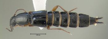 Media type: image;   Entomology 601531 Aspect: habitus dorsal view